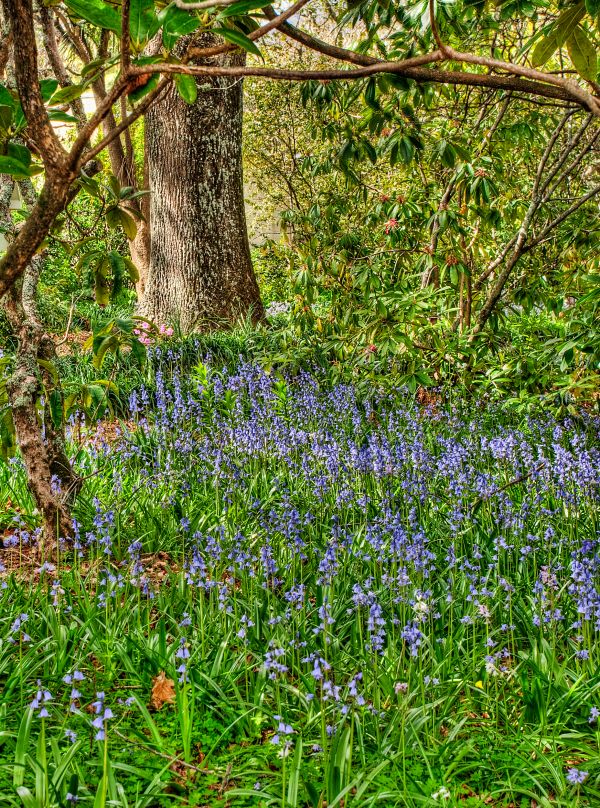 Bluebells